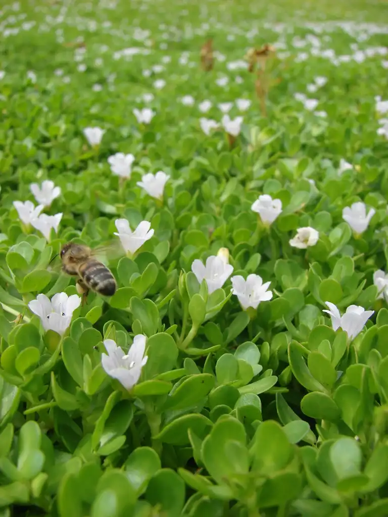 Photo of Bacopa monnieri - Form:Forest and Kim Starr