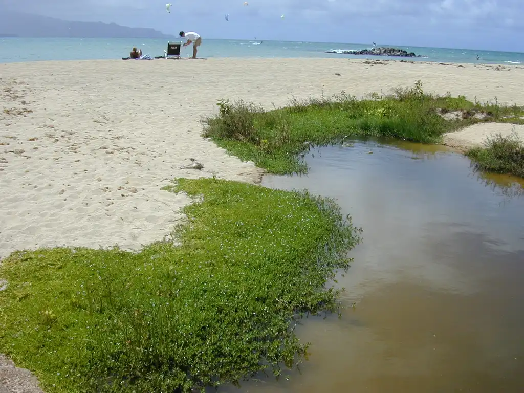 Photo of Bacopa monnieri - Native habitat:Forest and Kim Starr