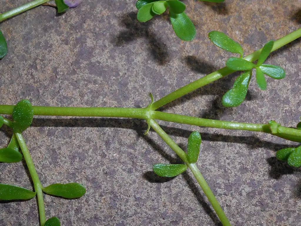 Photo of Bacopa monnieri - Stems and leaves:Salicyna