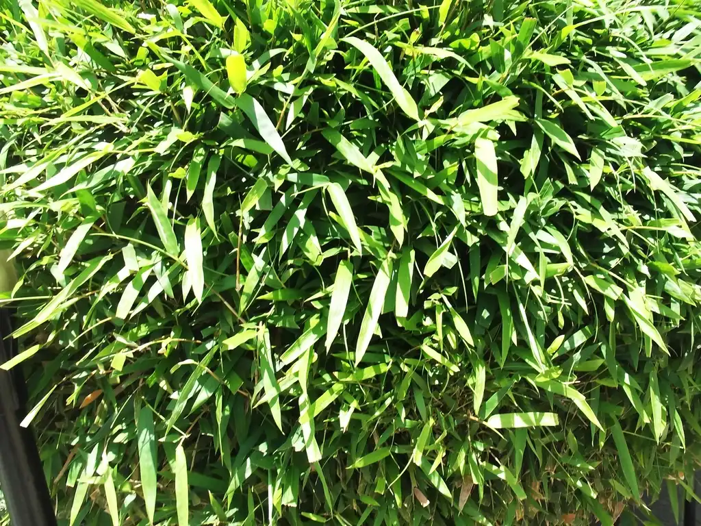 Foto de Bambusa multiplex (Bambusa multiplexs)