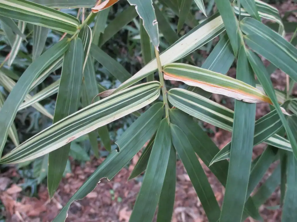 Foto de Bambusa multiplex - Bambusa 'Silverstripe' leaf:Tom Glasgow