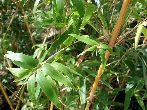 Foto de Bambusa multiplex - Leaves and stem:Forest and Kim Starr