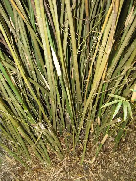 Foto de Bambusa multiplex - Dense habit:Forest and Kim Starr
