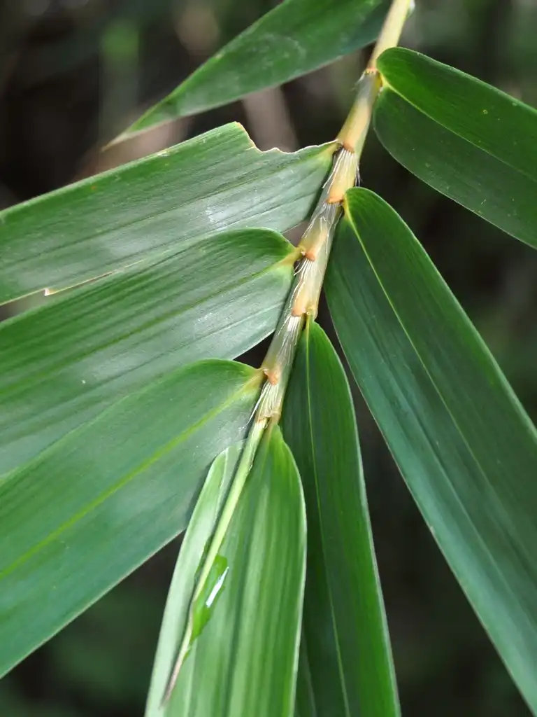 Foto de Bambusa multiplex - Leaves:Wibowo Djatmiko (wie146)