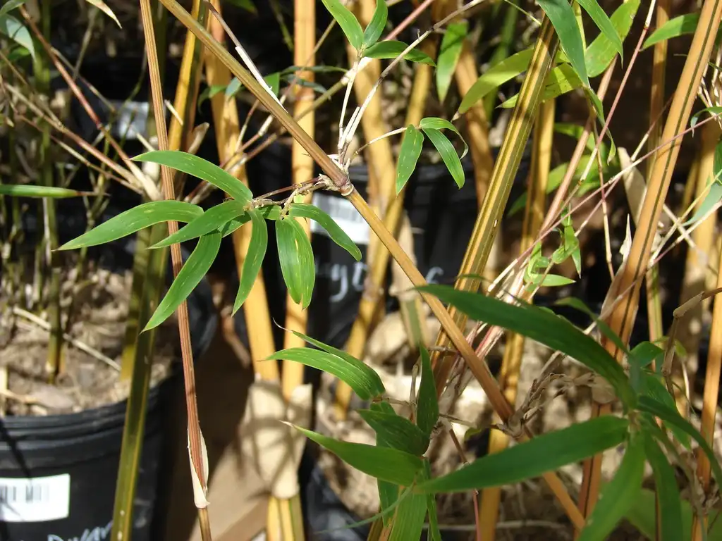 Foto de Bambusa multiplex - Leaves and stems:Forest & Kim Starr