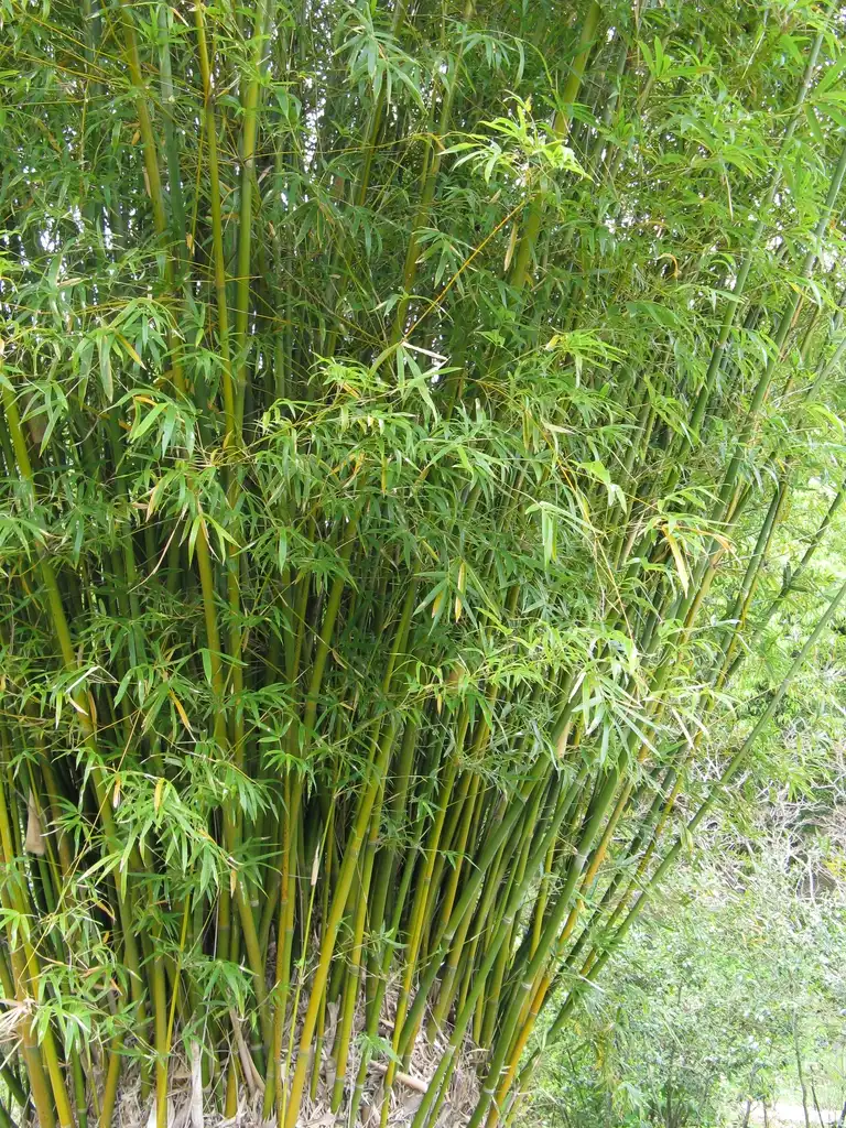 Foto de Bambusa multiplex - Dense form:KENPEI