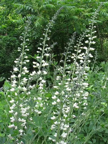 Фото Baptisia alba (Baptisia albas)