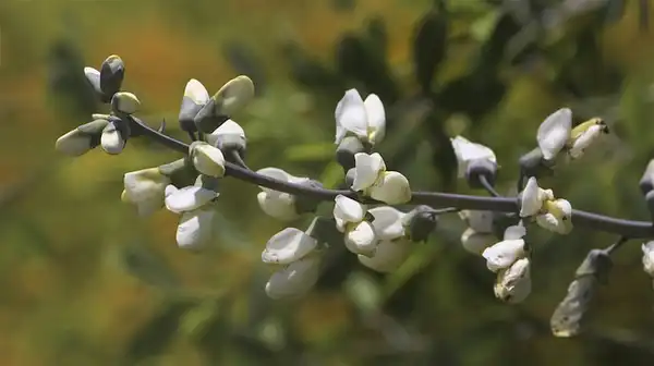 Фото Baptisia alba (Baptisia albas)