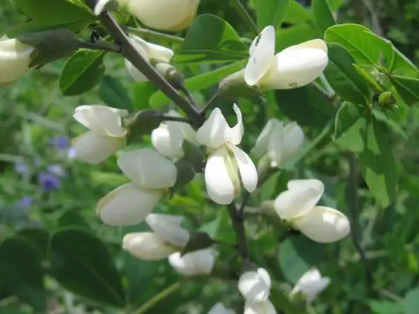 Фото Baptisia alba - Close up of flowers:bebet2006