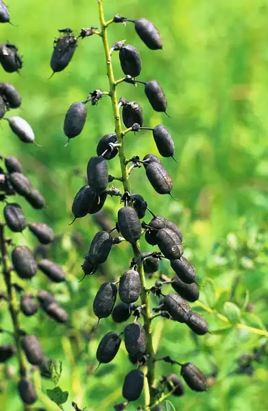 Фото Baptisia alba - Baptisia alba:Wisconsin Department of Natural Resources