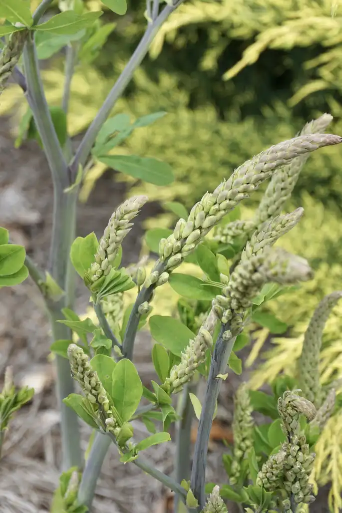 Фото Baptisia alba - First year buds - Mid Spring (Pender County):Nancy Kurul