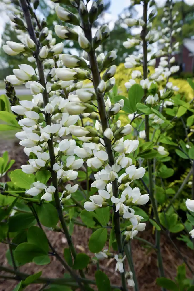 Фото Baptisia alba - First year flowers - Early Spring (Pender County):Nancy Kurul