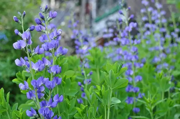 Фото Baptisia australis (Baptisia australiss)