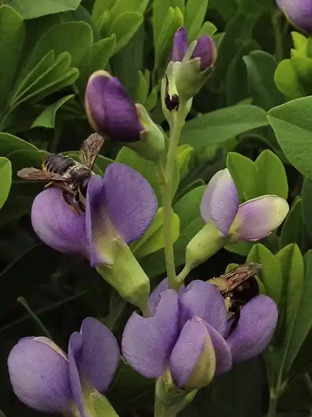 Фото Baptisia australis (Baptisia australiss)