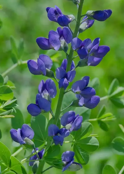 Фото Baptisia australis - Flowers:Suzanne Caldwell
