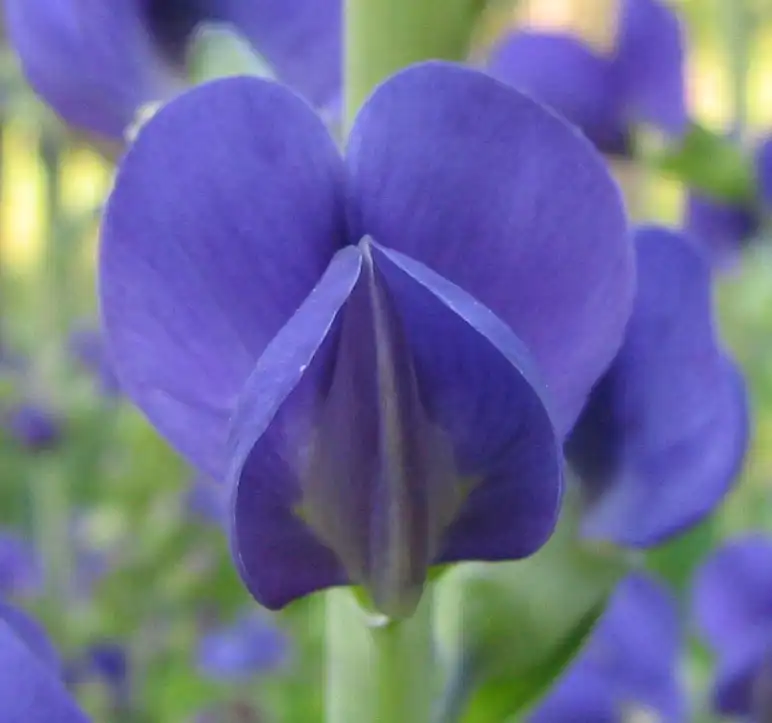 Фото Baptisia australis - Flower close up:Phyzome