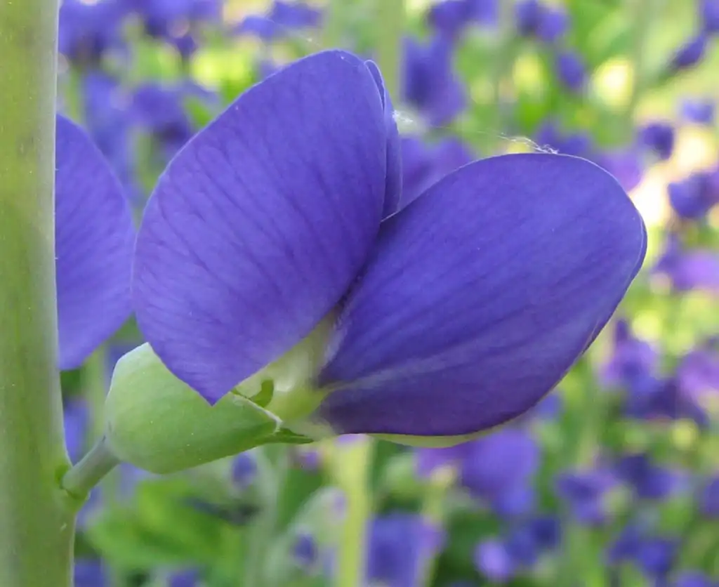 Фото Baptisia australis - Flower (from the side):Phyzome