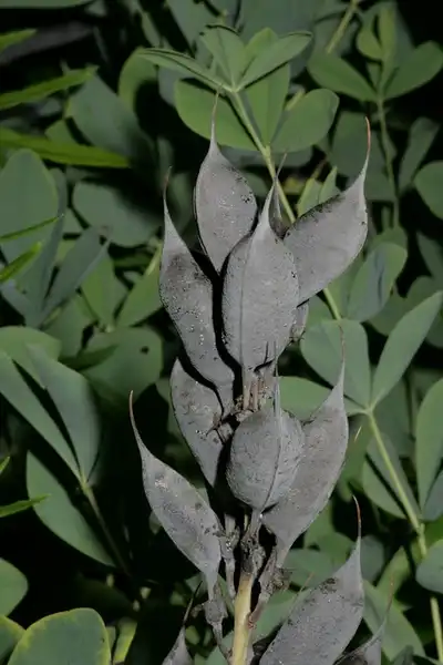 Фото Baptisia australis - Fruit:John Brandaur