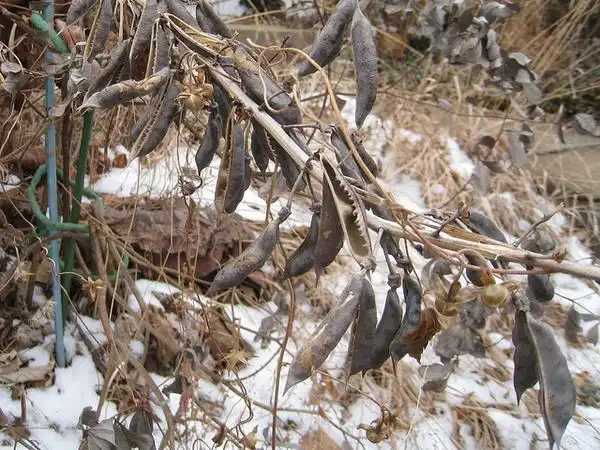 Фото Baptisia australis - Seed pods in winter:Anne McCormack