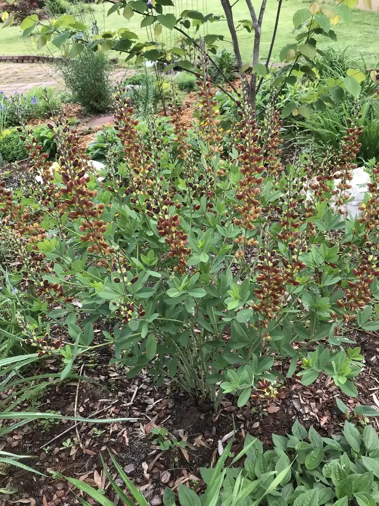 Фото Baptisia 'Cherries Jubilee' DECADENCE® SERIES (Baptisia 'Cherries Jubilee' DECADENCE® SERIESs)