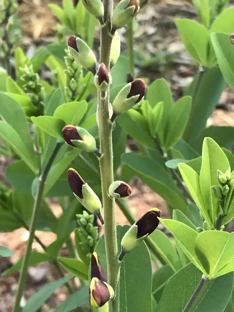 Фото Baptisia 'Cherries Jubilee' DECADENCE® SERIES (Baptisia 'Cherries Jubilee' DECADENCE® SERIESs)