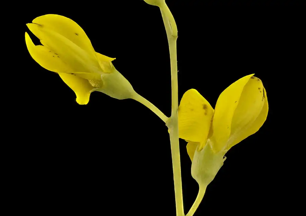 Foto de Baptisia tinctoria (Baptisia tinctorias)