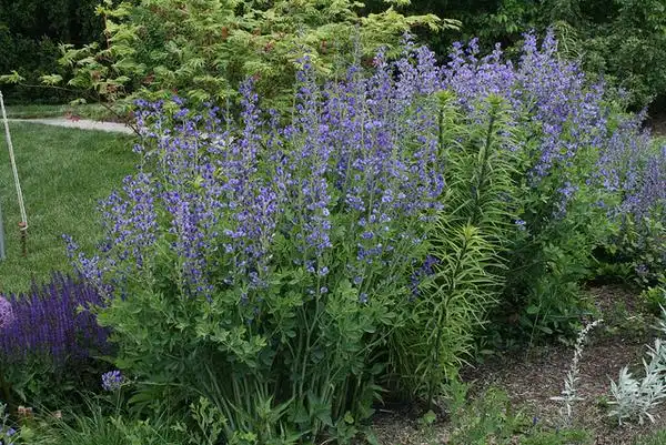 Foto de Baptisia (Baptisias)