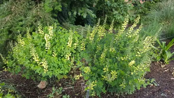 Foto de Baptisia (Baptisias)