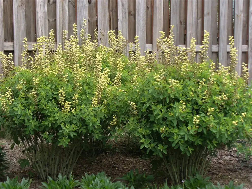Foto de Baptisia - Baptisia 'Carolina Moonlight' early summer in Moore County:Susan Strine