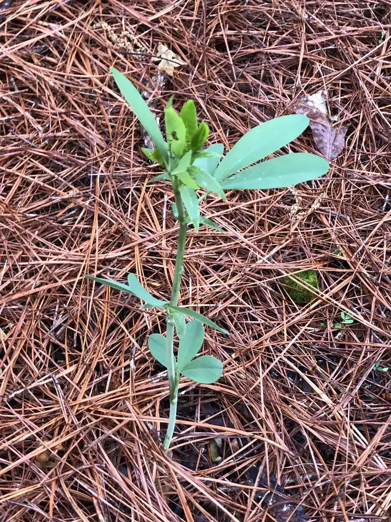 Foto de Baptisia - young plant, spring, Warren County, NC:Cathy Dewitt