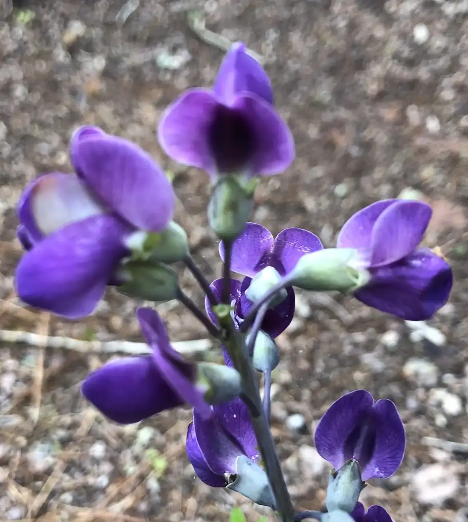 Foto de Baptisia - Blue Towers' flower close-up, Warren County, NC:Cathy Dewitt