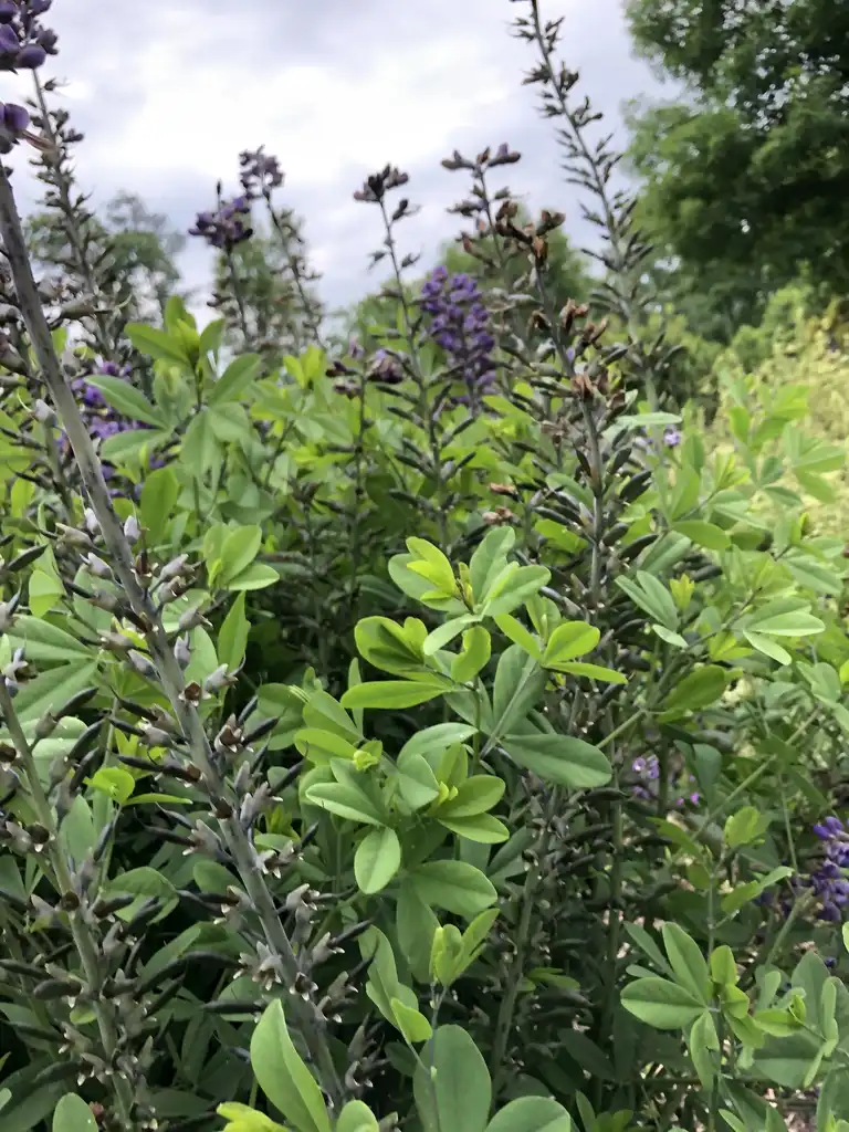 Foto de Baptisia - Leaves Close-Up (Wake County,NC):Cathy Dewitt