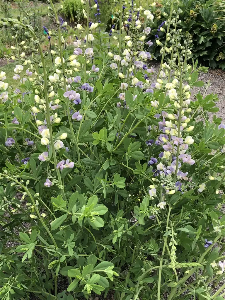 Foto de Baptisia - ‘Lunar Eclipse’ Form (Wake County,NC):Cathy Dewitt