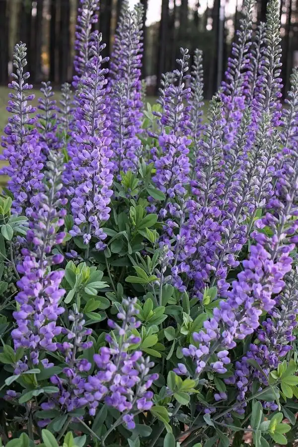 Foto de Baptisia - Form (Wake County, NC):Cathy Dewitt
