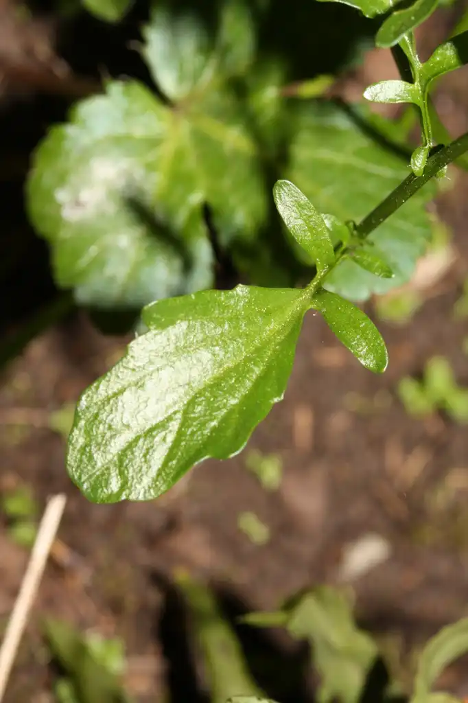 Photo of Barbarea orthoceras (Barbarea orthocerass)