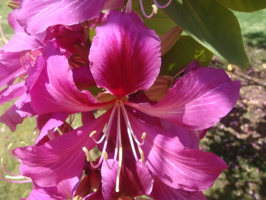 Photo of Bauhinia x blakeana (Bauhinia x blakeanas)