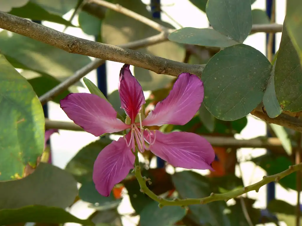 Photo of Bauhinia x blakeana (Bauhinia x blakeanas)