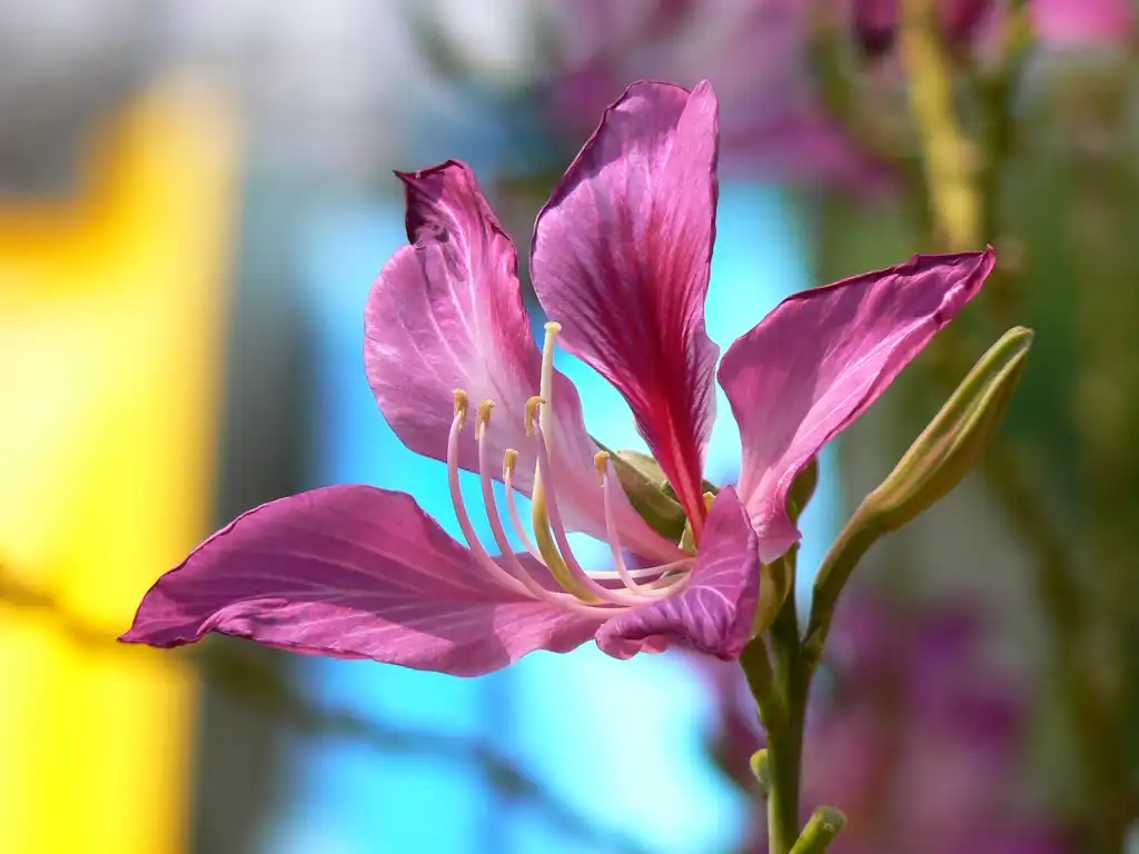 Photo of Bauhinia x blakeana - Flower:Dinesh Valke
