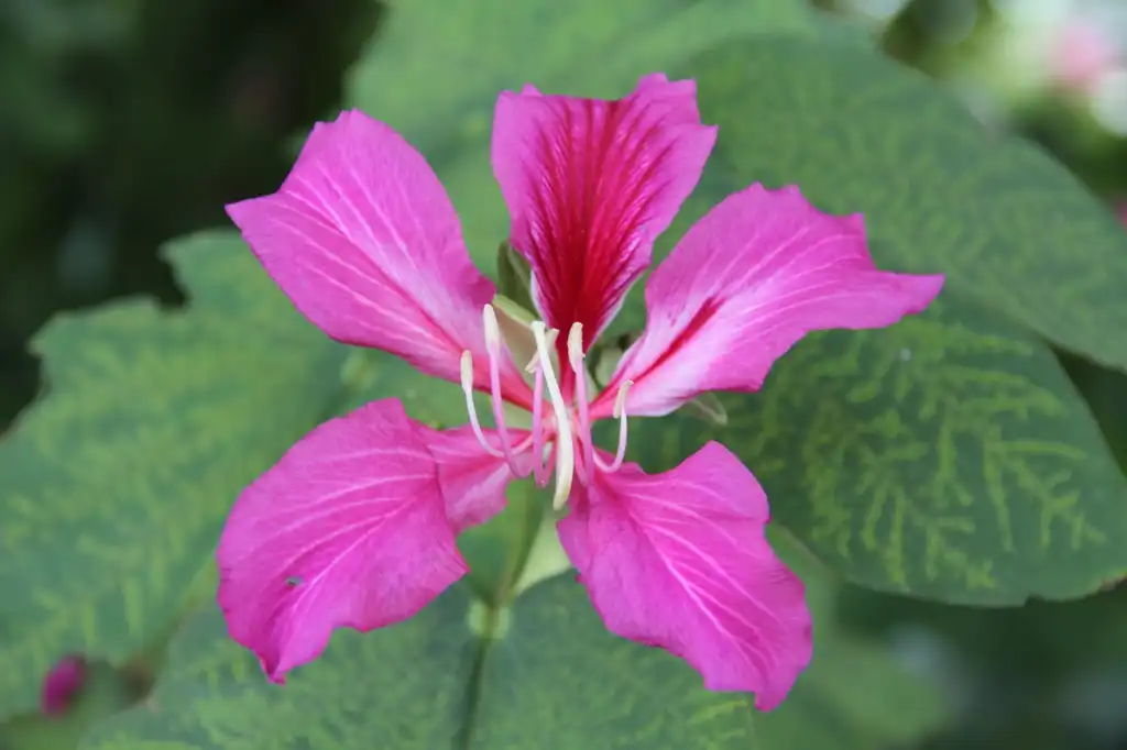 Photo of Bauhinia x blakeana - Flower:TreeWorld Wholesale
