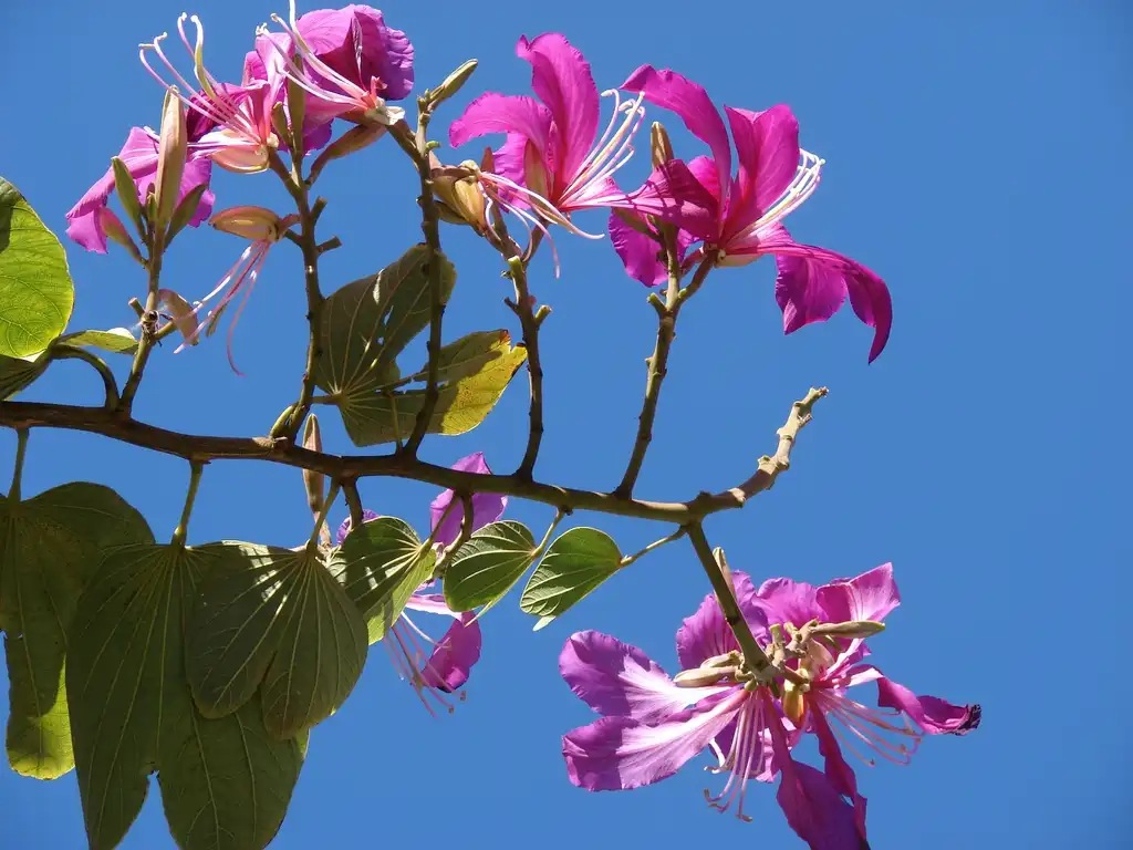Photo of Bauhinia x blakeana - Flowers, bark, leaves, and arrangement:Forest & Kim Starr