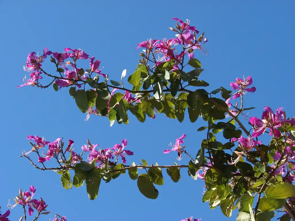 Photo of Bauhinia x blakeana - Branches:Forest & Kim Starr