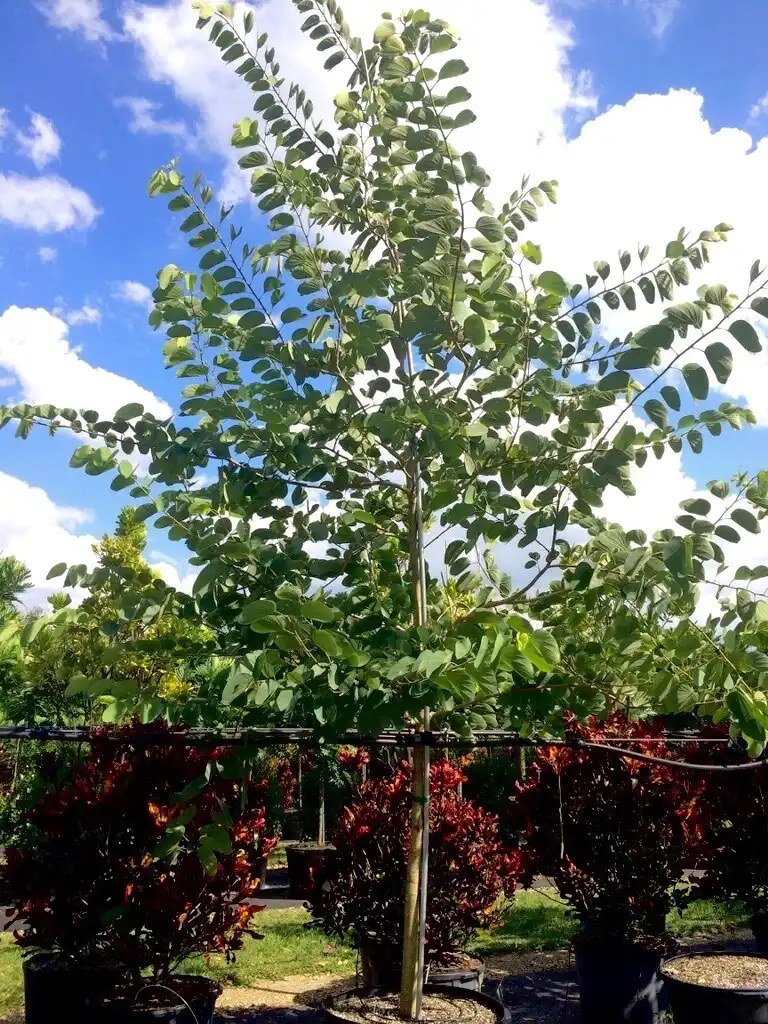 Photo of Bauhinia x blakeana - Form without flowers:TreeWorld Wholesale