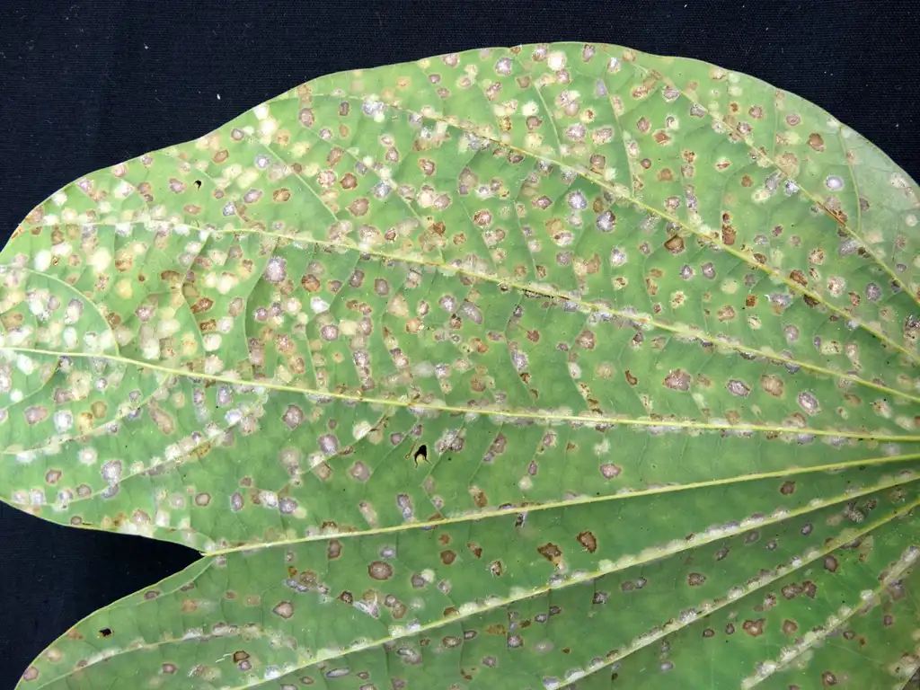 Photo of Bauhinia x blakeana - These leaves are eaten by Persea mite (Oligonychus perseae):Scot Nelson