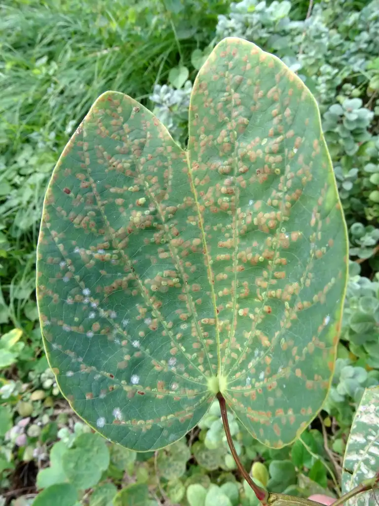Photo of Bauhinia x blakeana - These leaves are eaten by Persea mite (Oligonychus perseae):Scot Nelson