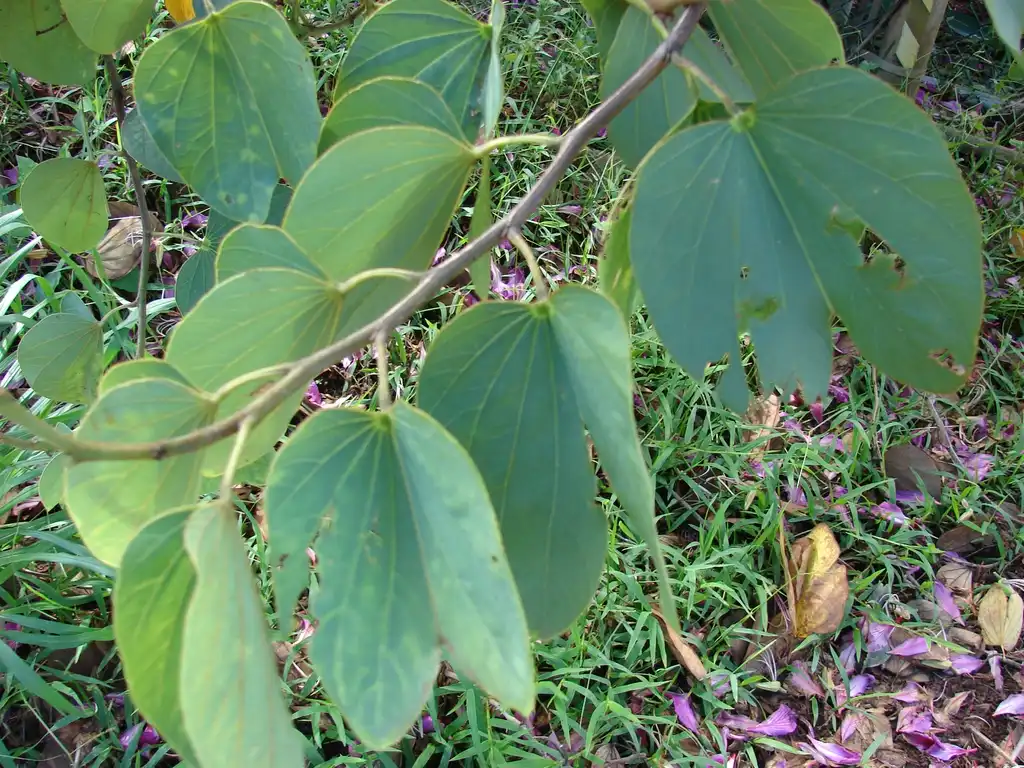 Photo of Bauhinia x blakeana - Leaf arrangement:Forest & Kim Starr