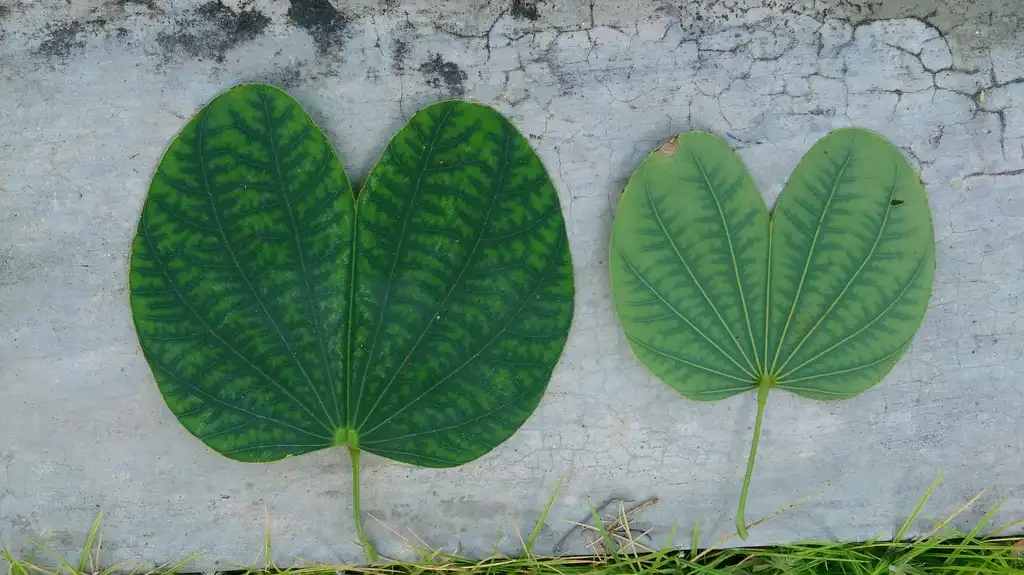 Photo of Bauhinia x blakeana - Leaf details:Mokkie