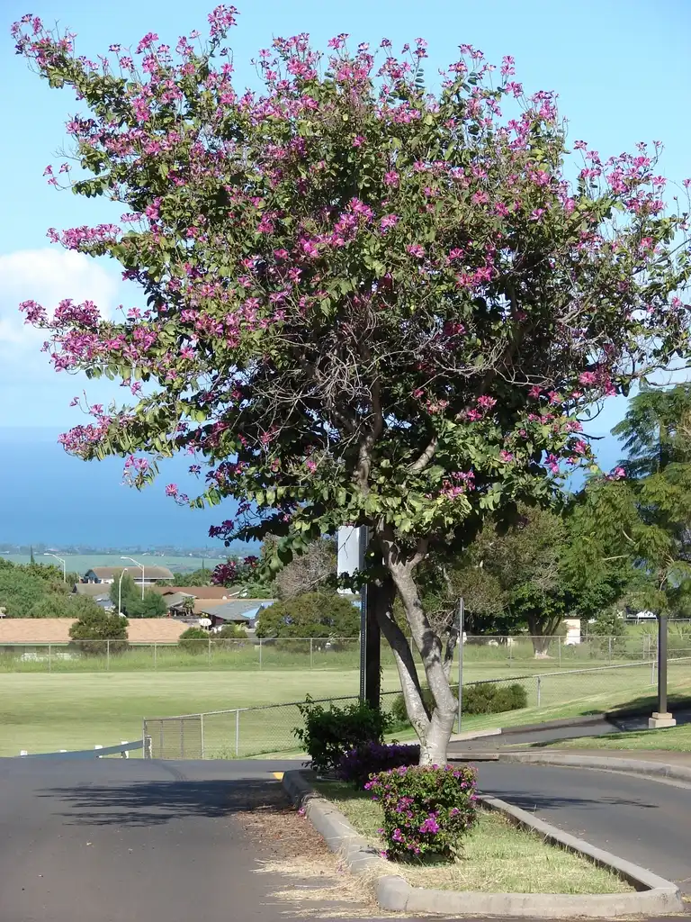 Photo of Bauhinia x blakeana - Form:Forest & Kim Starr