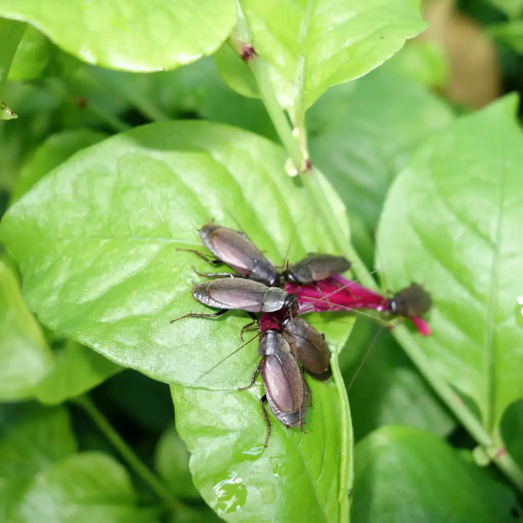 Photo of Bauhinia x blakeana - Flower being eaten by Pacific beetle roaches (Diploptera punctata).:Scot Nelson