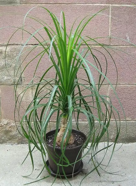 Photo of Beaucarnea recurvata (Beaucarnea recurvatas)