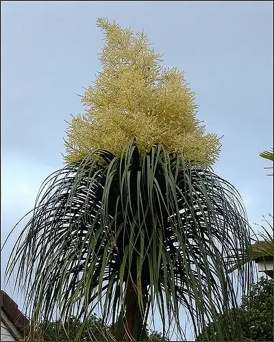 Photo of Beaucarnea recurvata (Beaucarnea recurvatas)